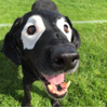 Vitiligo bei Hunden und Katzen | Vitiligoshop.at